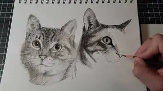 Realistic drawing of my Cats PART 2!
