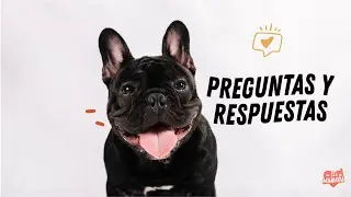 PREGUNTAS Y RESPUESTAS ( conducta canina )