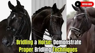 Bridling a Horse: Proper Bridling Techniques Horse Breeding  