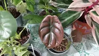 Выставка цветов в ст. Кущевской. 🌺🌸🌺