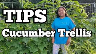 Cucumber Trellis, Harvest, and Vine Wilt | Gardening in Kentucky Zone 7A