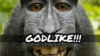 Monkeys will be Monkeys