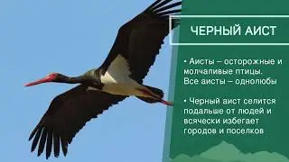 Животные под угрозой - Приволжский федеральный округ