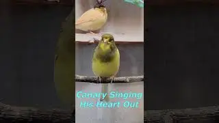 Beautiful Singing of Canary Birds 