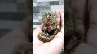 The smallest monkey in the world is the finger monkey: small, inconspicuous and very important