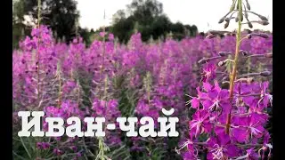 #62. Заготавливаем Иван-чай. [Жизнь на своей земле]