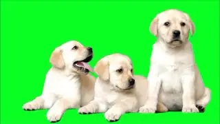 Green screen puppy