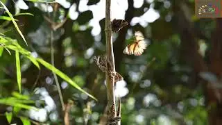 Butterfly  Bamboo treebrown & common castor | Kanha National Park
