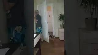 Игра в догонялки с йорком
