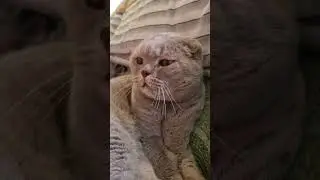 Любимчик