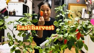Mini vlog/ king chili mini harvest 🇰🇷❤️🇮🇳