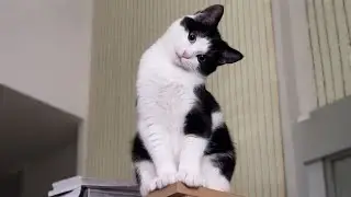 Cats Cute Overload | BEST Compilation