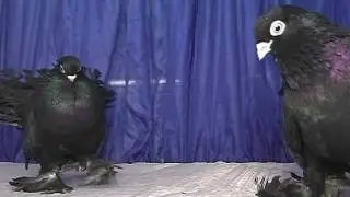 Коллекция Голубей - 2012
