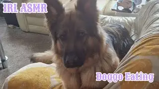 【 💜IN REAL💜 】Real Dog Asmr: Watch A Dog Eating Up Close And Personal 【🤍ASMR🤍】