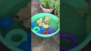 Cute ducklings hatched feedings swimming