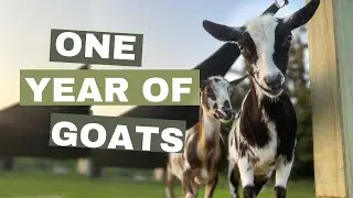 One Year of Goats. Goat Farming as a Family. Nigerian Dwarf Goats