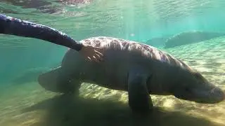 Chubby Mermaid Love on XMas 2020