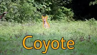 Coyote spotted! #louisiana #deerhunting #bowhunting #archery