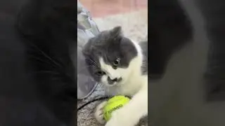 Котик переживает из-за блокировки YouTube #домсвоимируками #своимируками #котик