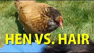 Hen Vs. Hair