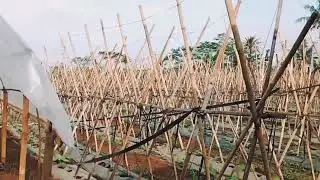 Vidio Sinematic 30 detik|| lagu barat 🎶 ;//
