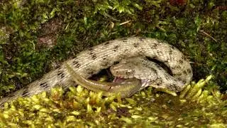 Plazia sa Slovenskom - 8. diel užovka fŕkaná - Natrix tessellata