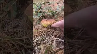 Boletus edulis en pino 