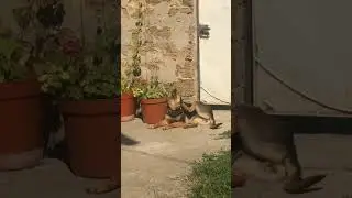 собака задумалась о жизни | мотивация