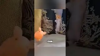 Salah Kirim Pesan 🗿🤣 #kucinglucu #cat #comedyshorts #shorts