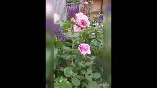 Потрясающе цветут розы в Подмосковье
