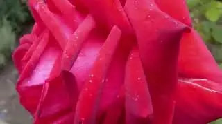 Е Доги вальс