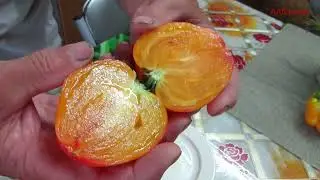 Моя теплица