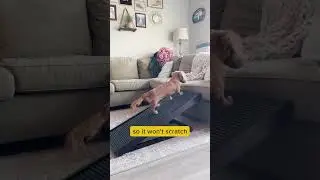 Dog ramp! 🐶
