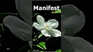 zmeu ninja - manifest  #rap #music #producer #manifestation
