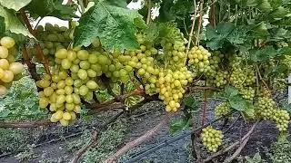 Аркадия: эталон стабильного урожая