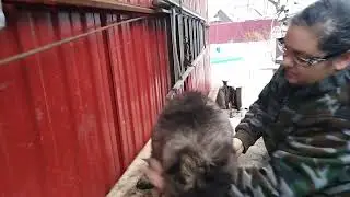 Верный