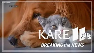 National Pet Day: Why do we love our pets so much?