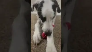 #foryou #viral #viralvideo #fun #funny #cute #fy #dog #viralreels #fypシ #adventcalendar #dogs #fyp