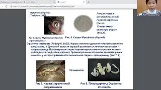 АРСЕН ПЛАТОНОВ - Биология и медицина - Зоологические науки и общая биология / 
