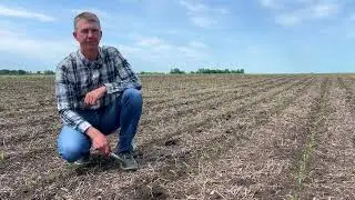 Precea от AMAZONE.  Сеялка точного высева в Тульской области.Работа по нулевой технологии, по стерне