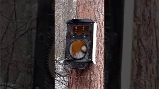 кормим белок
