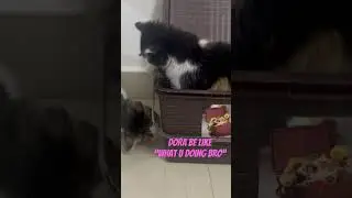 Let’s play | In-house Cat Boarding at Mohali #pawwnation #pets #home #stay #vacation #friends #fun