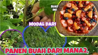 PANEN BUAH DARI MANA SAJA LANGSUNG DIBUAT KUE BUAH YANG SEGAR Muanteeepp!!!
