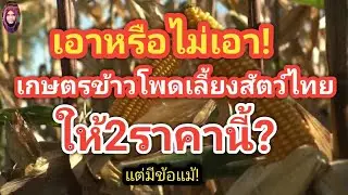 ด่วน!บทสรุปราคาข้าวโพดเลี้ยงสัตว์ปีนี้ กับ2ทางเลือกนี้