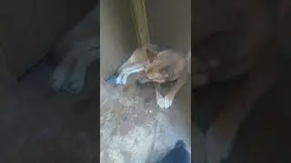 Dog playing with her stick