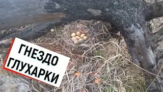Гнездо копалухи (глухарки). Пакости медведя. Прошлогодняя клюква.