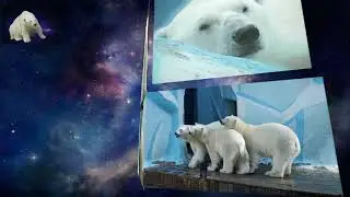Белые медведи Новосибирского зоопарка