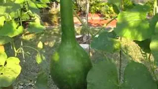 Loofah Sponge Gourds - My Yard 9