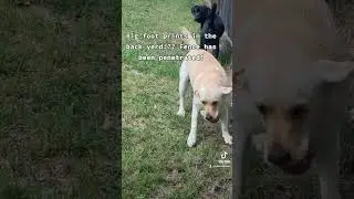My dogs warn me about Big footprints in backyard!! fence has been broken! #dog