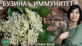 🌿 Бузина для иммунитета. Татьяна Хегай